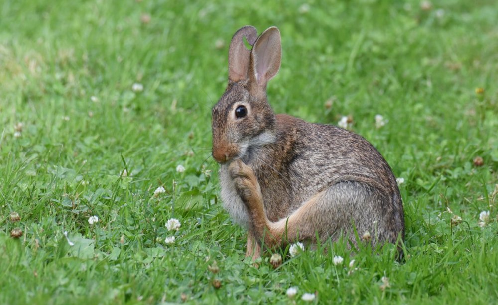 516844562_8_15_2020BunnyRabbitDSC_7294.thumb.jpg.5b10d531dc11fc7260fee15c966dc9b2.jpg