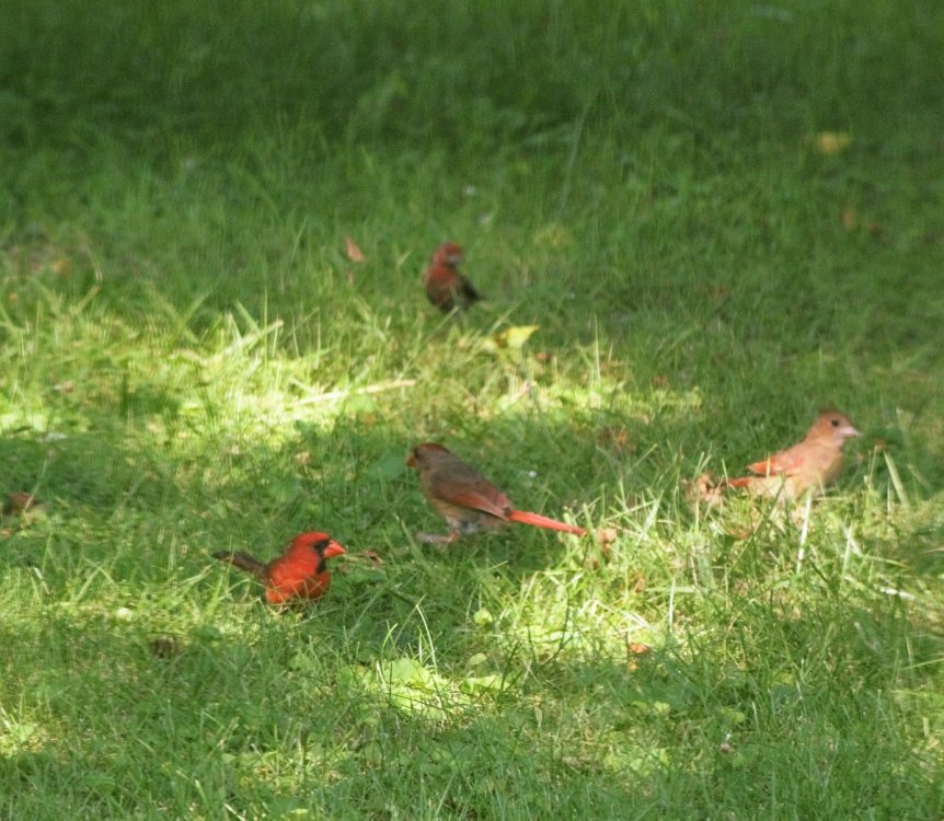 cardinals_blurry .jpg