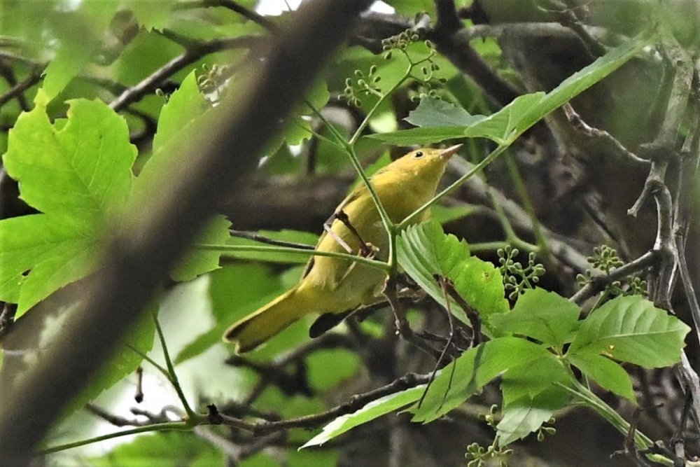 DSC_6447.JPG