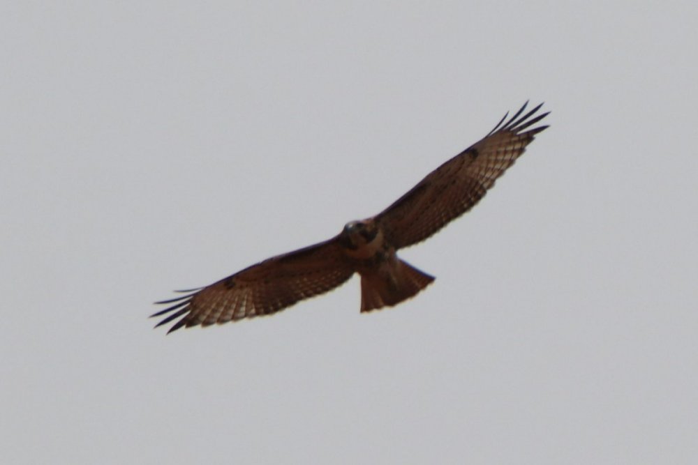 IMG_2915.JPG