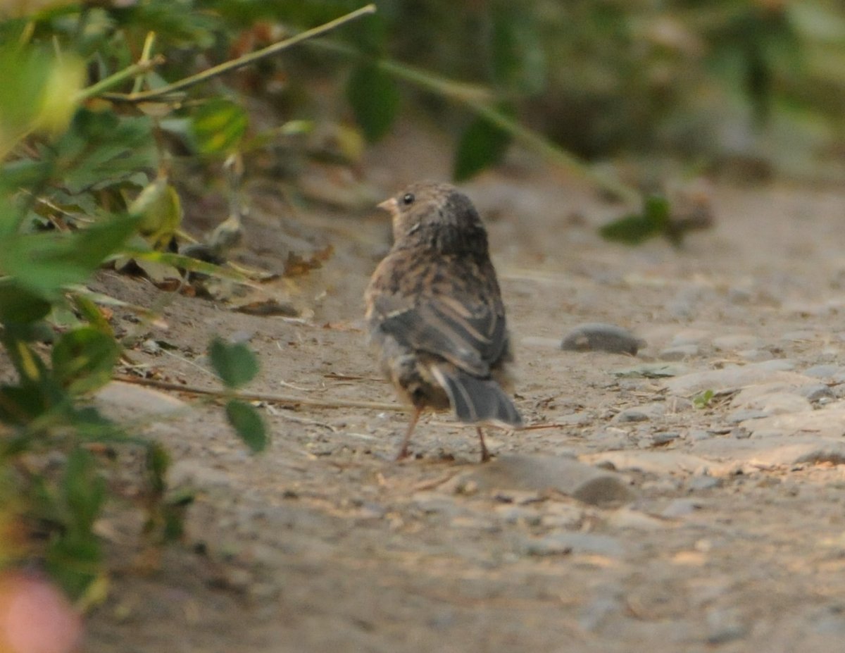 Sparrow identification - Tetons / Wyoming - July 2021 - Help Me ...