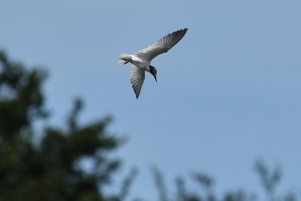 WhatBird.JPG