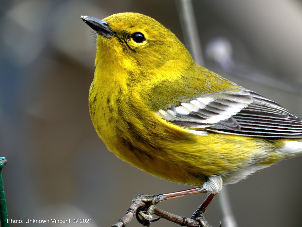 Please ID this yellow bird - Help Me Identify a North American Bird ...