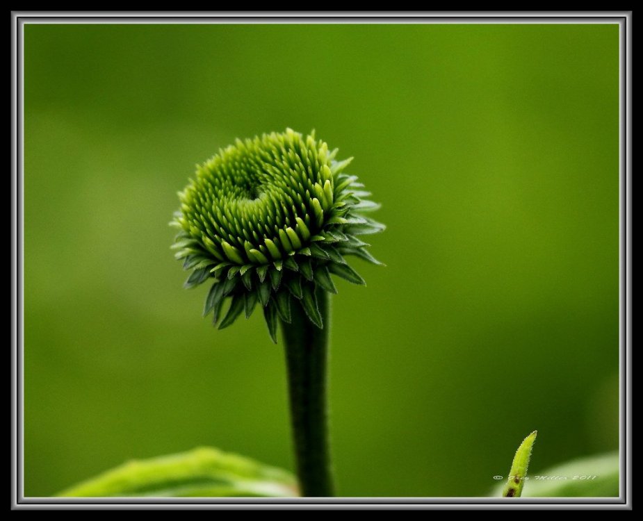 coneflower.jpg