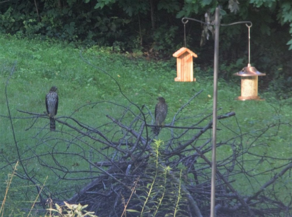 Probably Cooper's Hawks do they hunt in pairs? Help Me Identify a