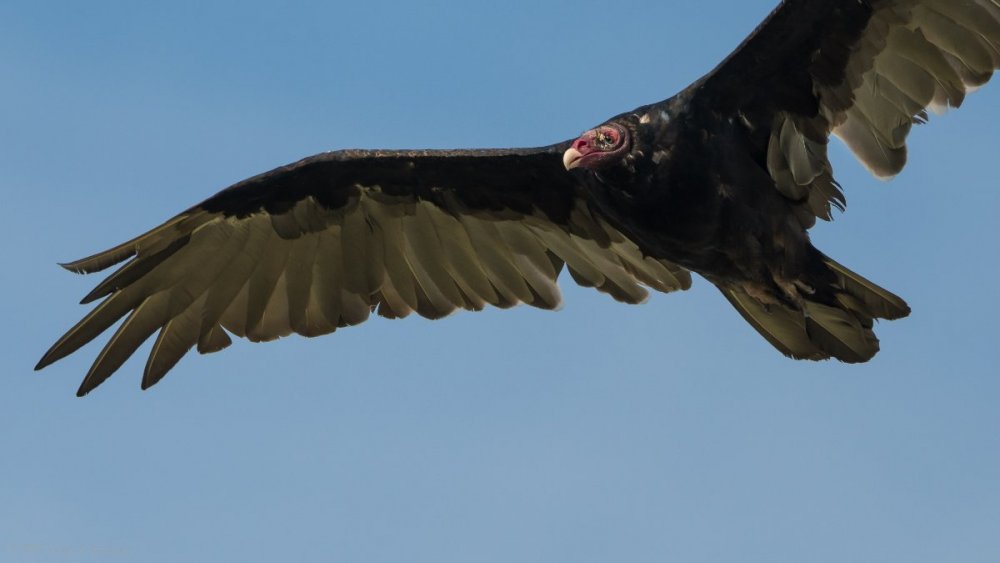 Turkey Vulture if NottSR 30-31-7526176.jpg