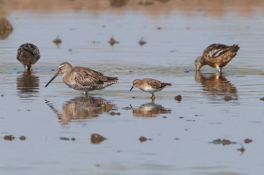 C16I2380-Edit_Dowitcher and Least.jpg