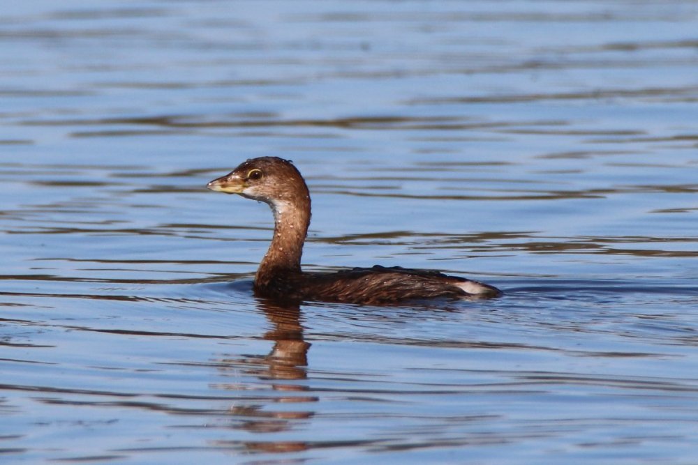 Pied-billed grebe - South Cape May Meadows, NJ .JPG