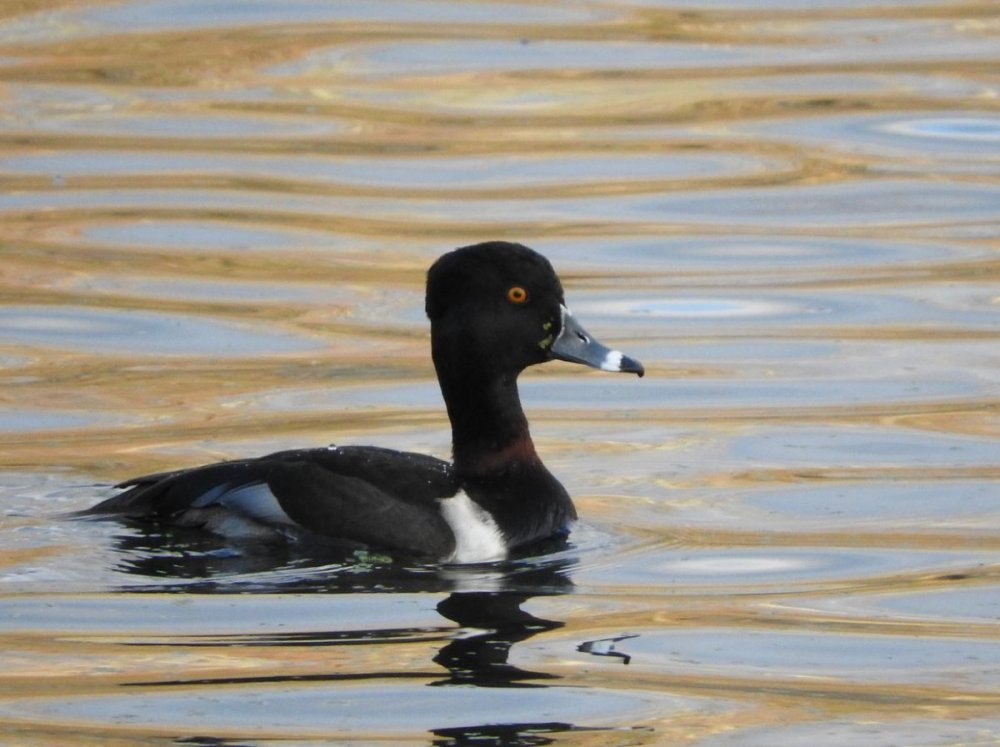 Ring-necked Duck 12-27-16.JPG
