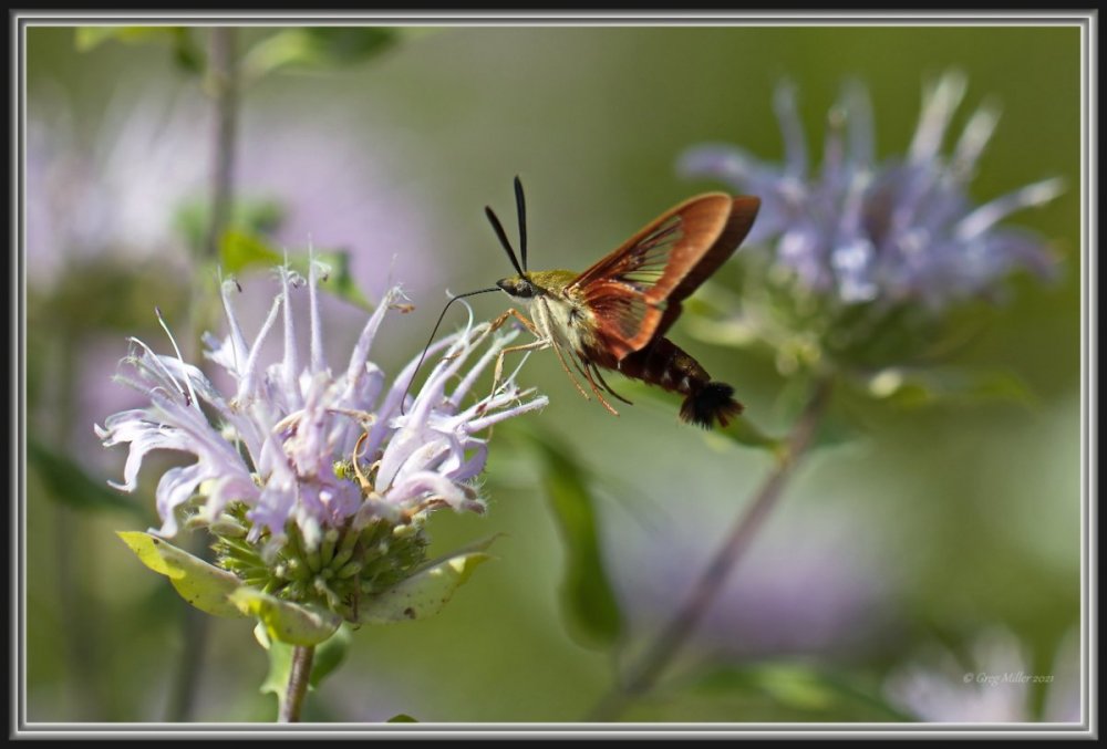 Hummingbird Moth (Hemaris thysbe).jpg