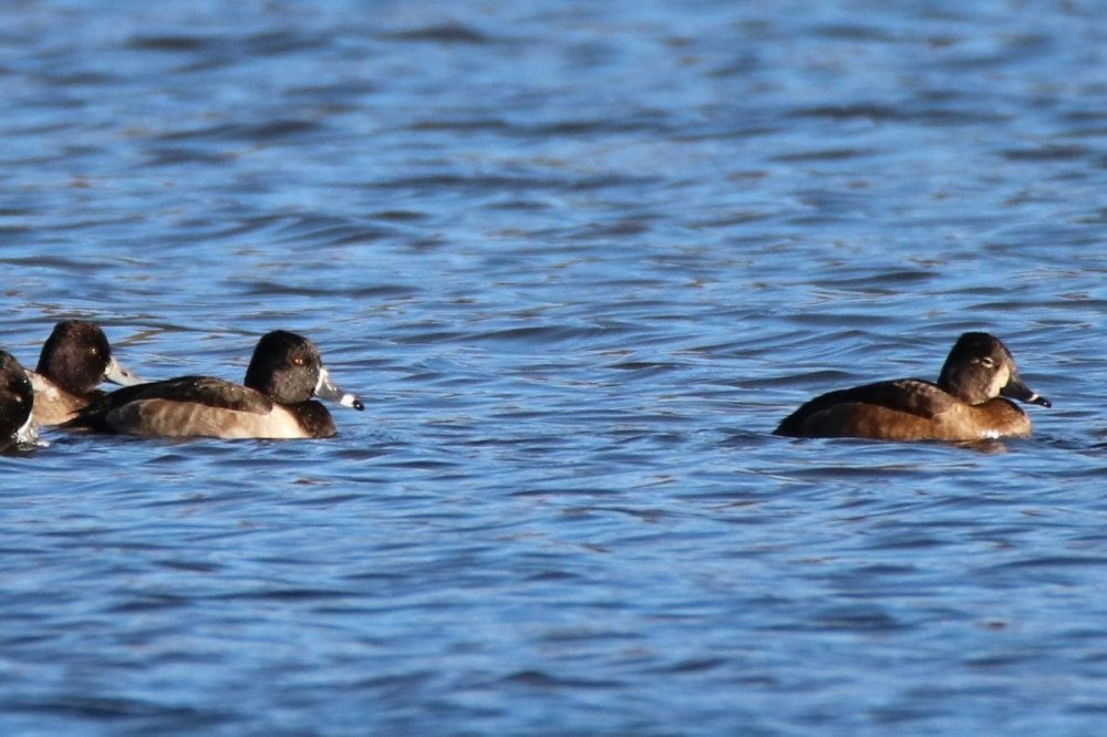 Ring-necked duck - male & female - Parsons Pond Park, NJ.JPG