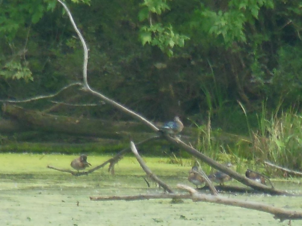 Male or Female Wood Duck 2-min.jpg