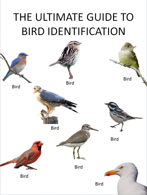 2053941505_TheUltimateguidetoBirdIdentification.thumb.PNG.0de3047fddfa828f4f2a33ac9f69a42a.PNG