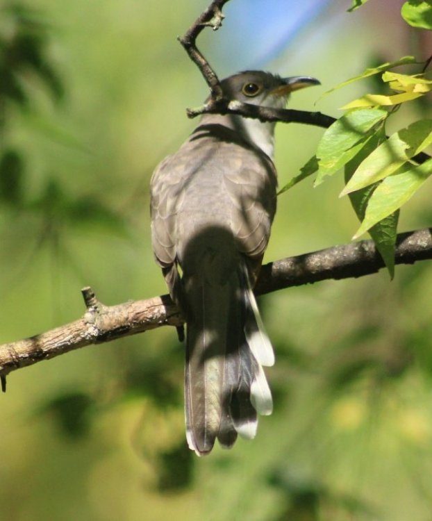 425594321_yellowbilledcuckoo.thumb.JPG.6498d8d1c134bc573a497fa348d5c4e5.JPG