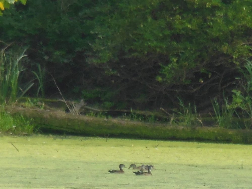 Confirm Wood Duck-min.jpg
