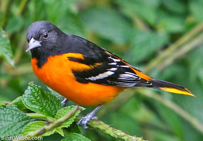 534161713_OrioleBaltimore.jpg.d31a9200221f3cae4b8e520f2fa77de2.jpg