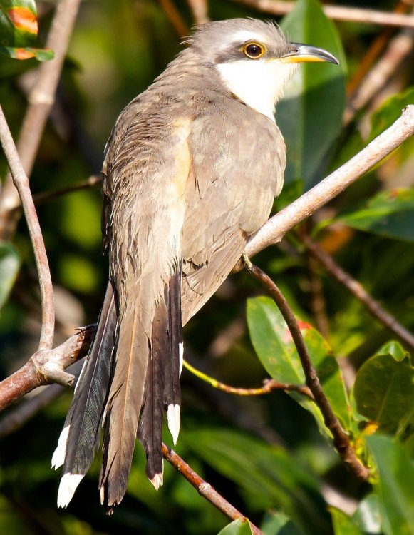 69192943_CuckooYellow-billed.thumb.jpg.11a01baa7b3c537785fb59d244800cfe.jpg