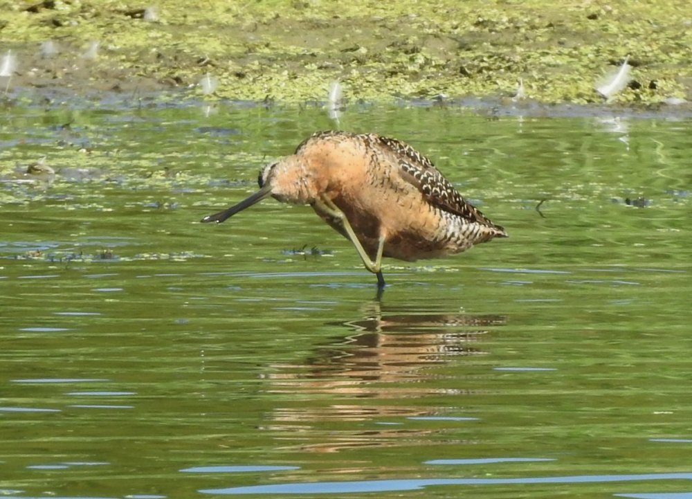 DOWITCHER6.JPG