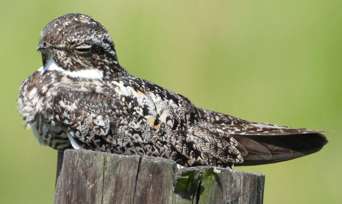 Common Nighthawk? (this is finally a live, albeit sleeping, nightjar