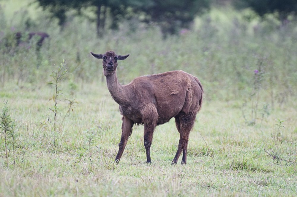 Llama.thumb.jpg.57605711d7711046c6f866ca770ac32a.jpg
