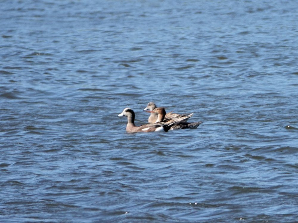 122081354_AmericanWigeon(breedingmalefemale)andRed-breastedMerganser-PelicanIslandNWRFL(2)-1-28-21large.thumb.jpg.8123574265fd7b6d5a2f0ecfd0fcaea7.jpg