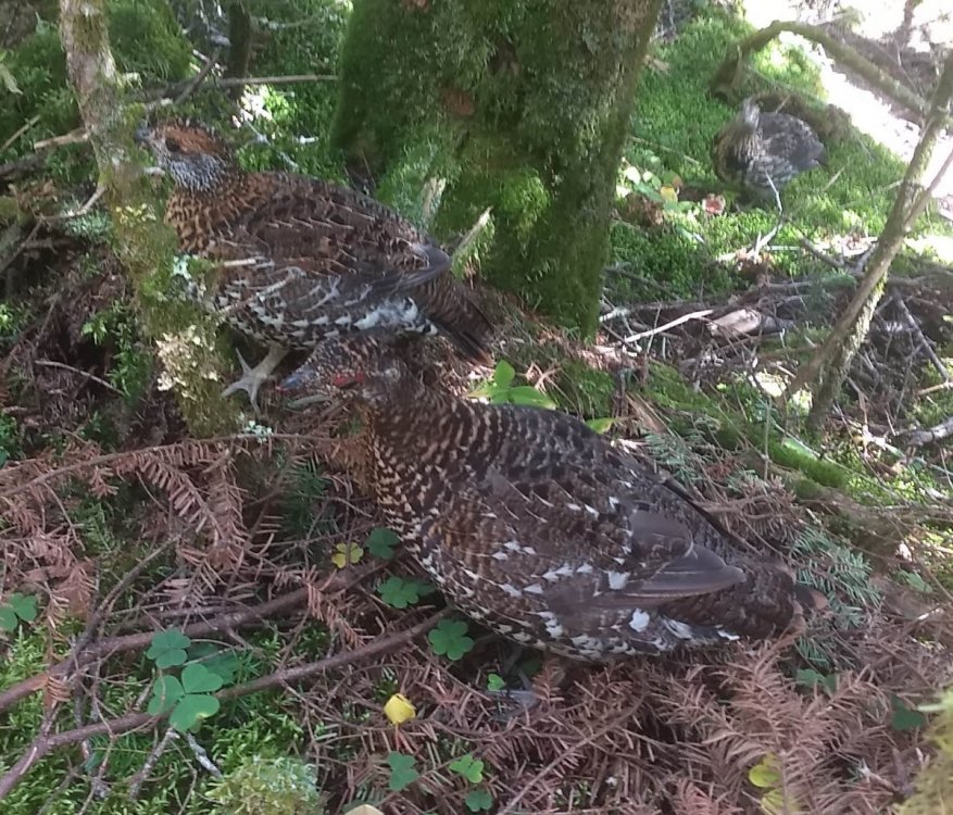 IMG_20200905_122108053 Spruce Grouse, cropped.jpg