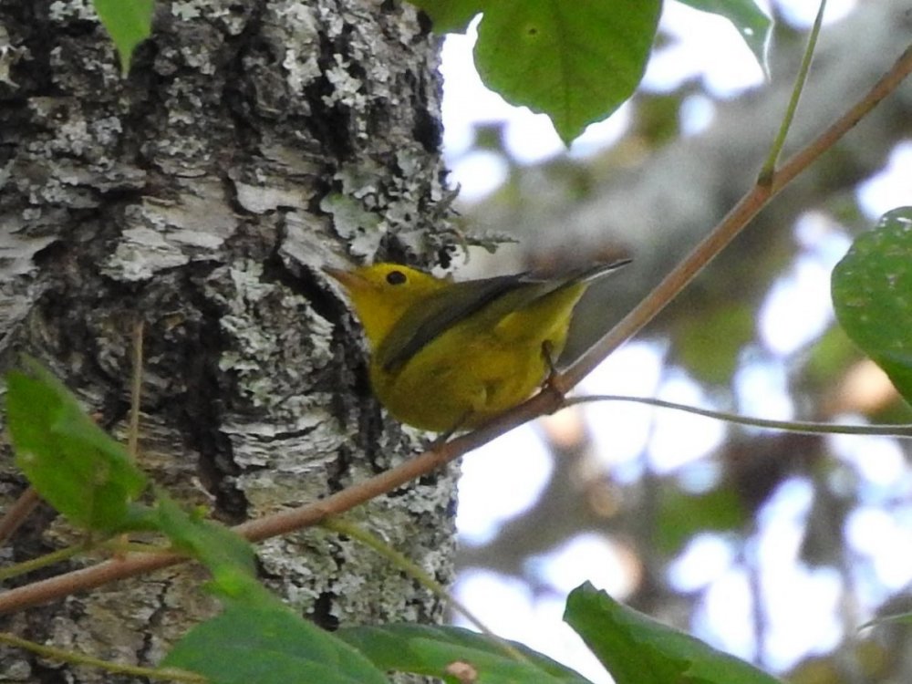 Wilson's Warbler 1 9-23-21.JPG