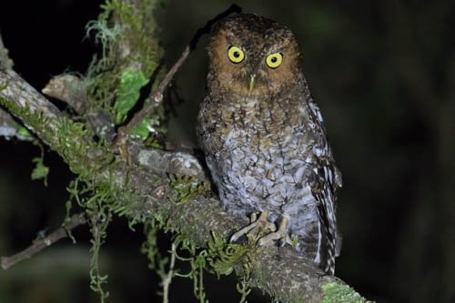 411037299_OwlBare-shankedScreech.CR2018.jpg.73e7f72a7fb365bddc76c924d1b428ae.jpg