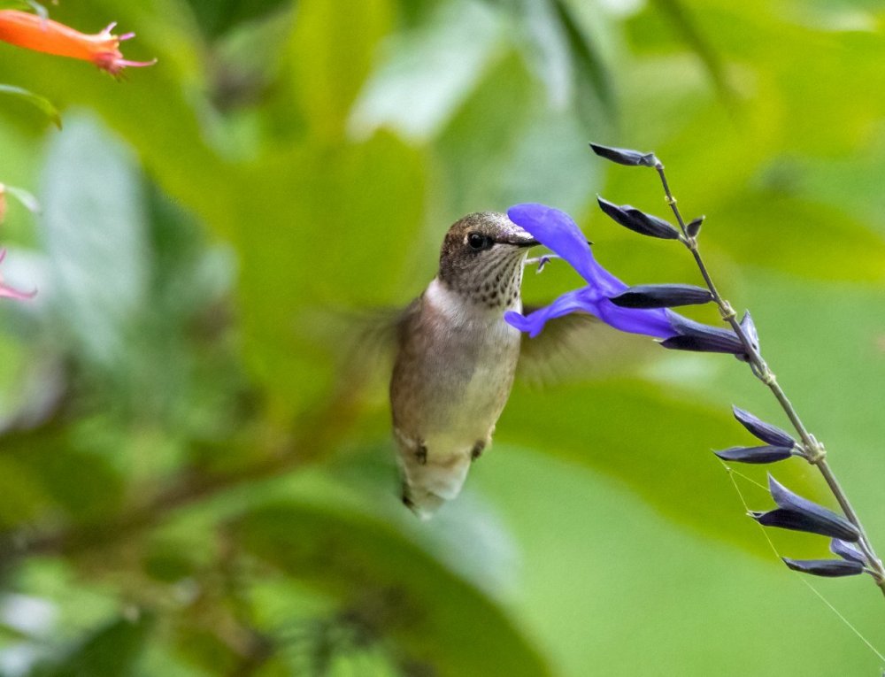Hummingbird2.jpg