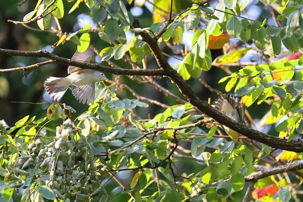 Warbler undertail ID - Help Me Identify a North American Bird ...