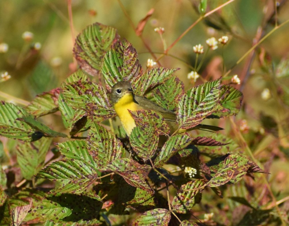 Warbler for i.d. dunham flower meadow by rink cropped oct 2021.jpg