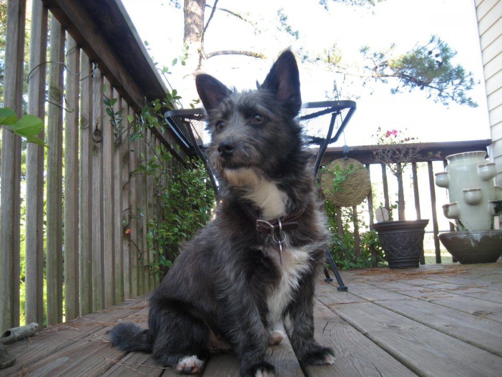 1230605007_Maggie1.thumb.JPG.55c37e3d9e8500886aacf644682b4995.JPG