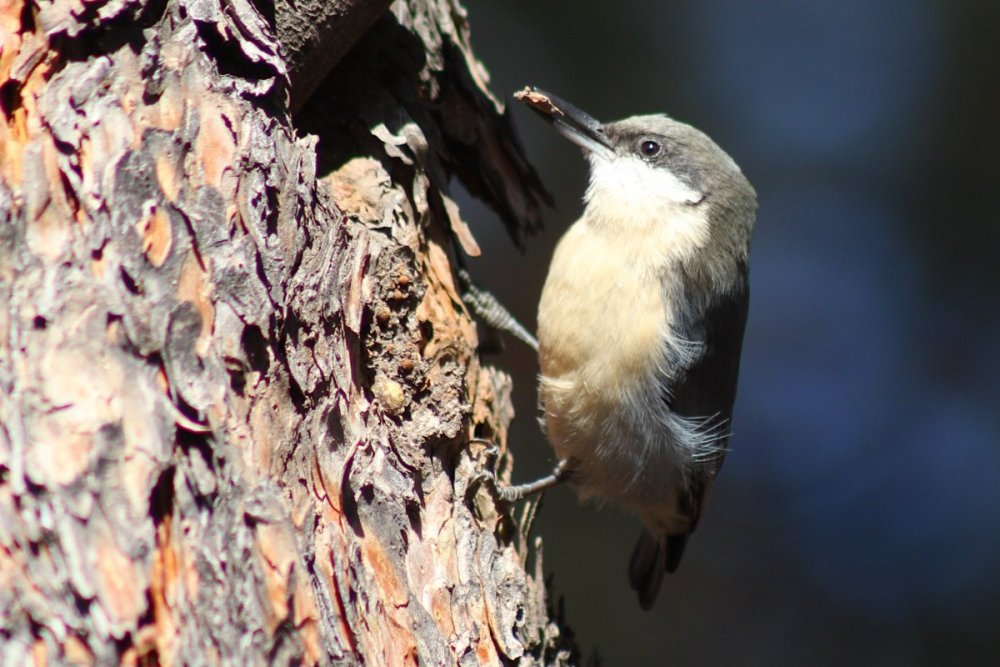 1509593982_PygmyNuthatch.thumb.JPG.d6c5a1a3450ed6ebaff88d6cf123987d.JPG
