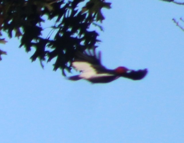 red headed woodpecker.JPG