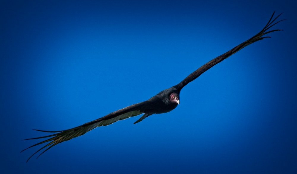 415284766_TurkeyVultures.thumb.jpg.ee77e1034941d152043cfd0fefb11c45.jpg