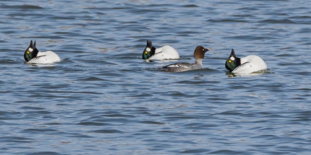 Common Goldeneye 3m 1f display V2 EcoP-7223851.jpg
