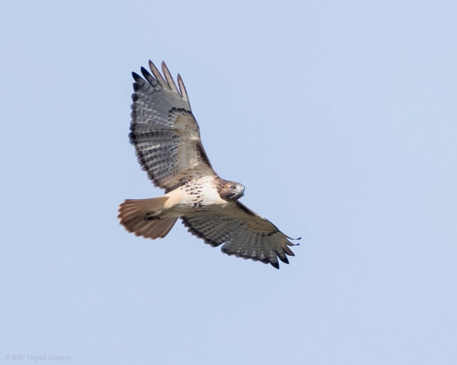 Red-tailed Hawk Bird 2 EcoP-7531314.jpg