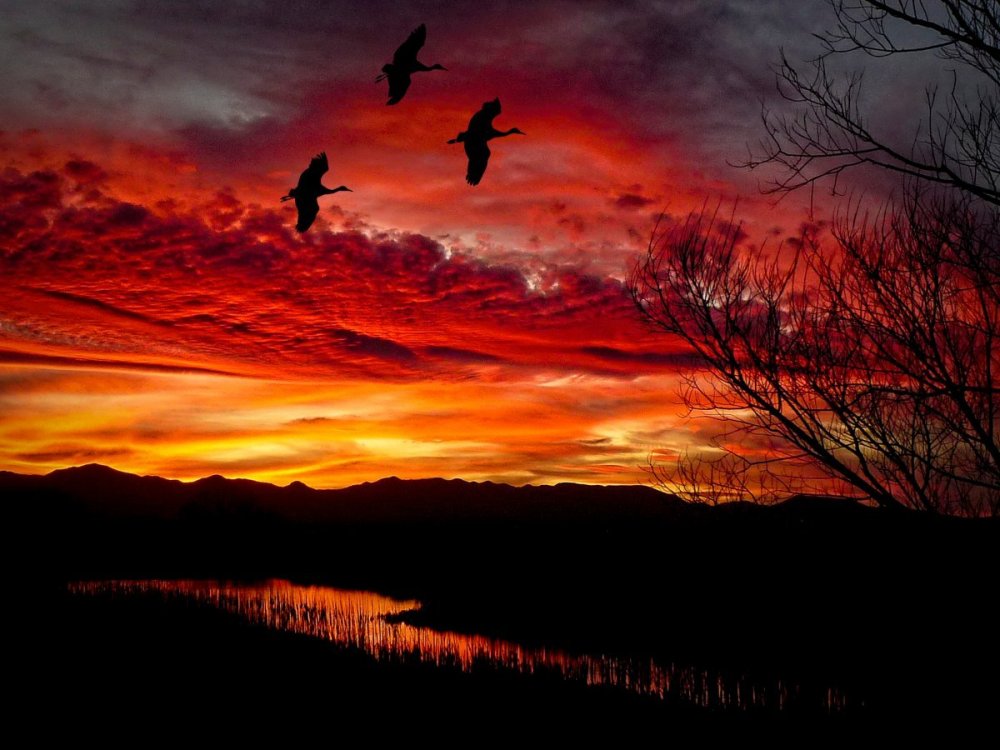 Sandhill Cranes over Whitewater Draw at Sunset