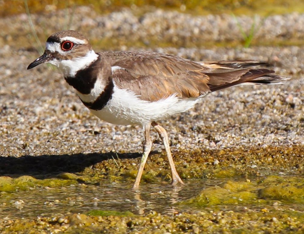 Killdeer.thumb.JPG.2a2833ab5b81e282424ce173df802845.JPG