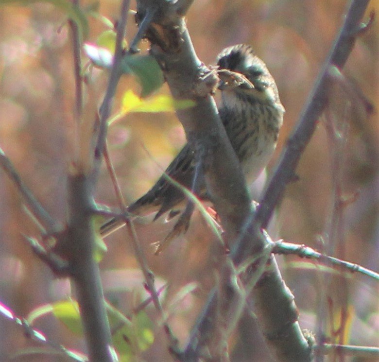 sparrow4.1.jpg