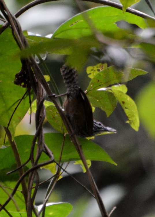 Spot breasted Wren2.JPG