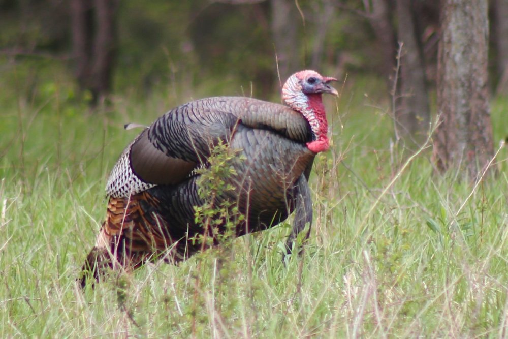 1531254557_WildTurkey.thumb.JPG.ba601d4812774de52972157e7dcb2354.JPG