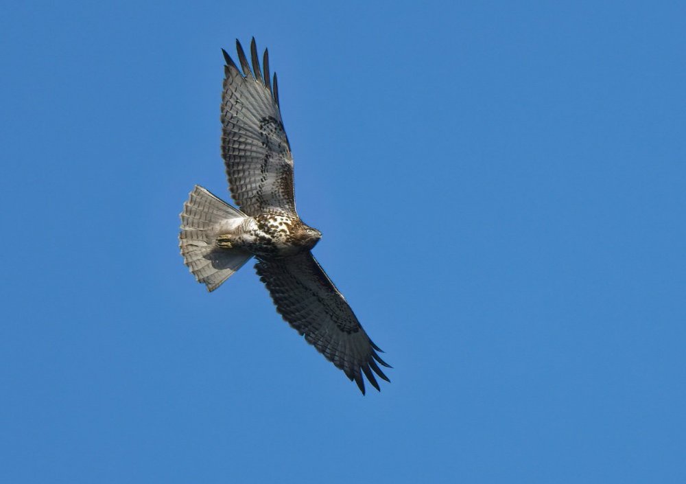 hawk ID.jpeg