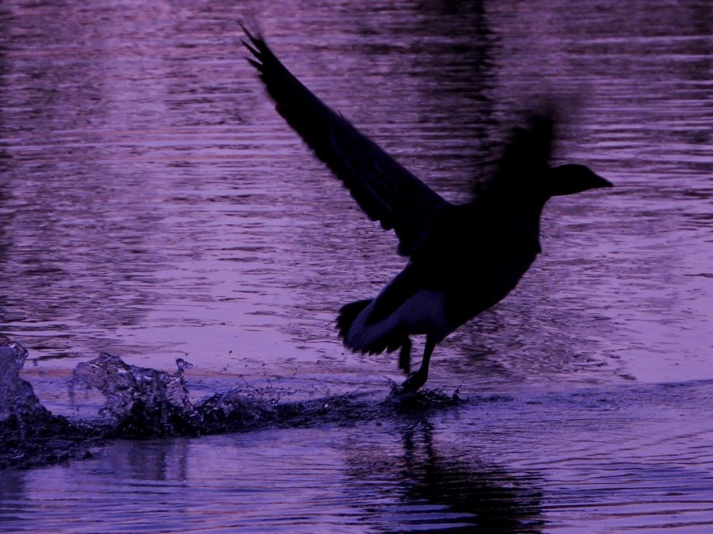 DSCN7595.jpg
