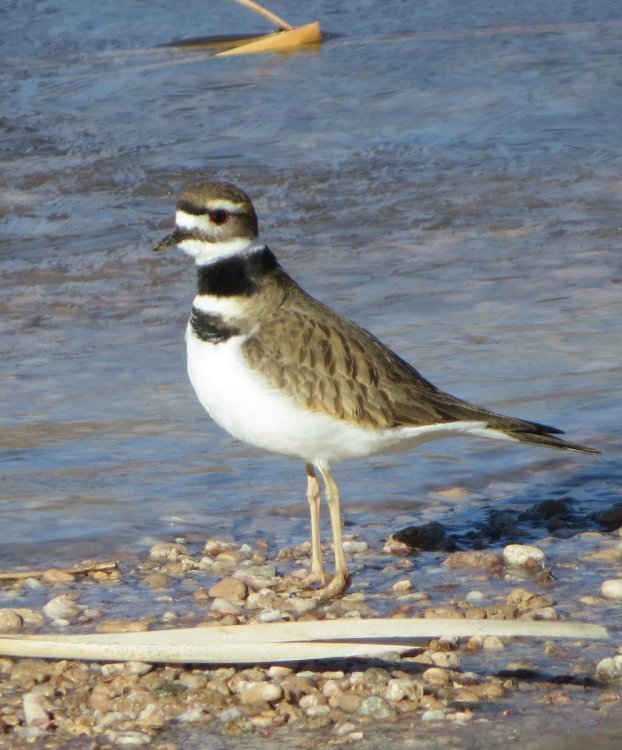 killdeer08crop.thumb.jpg.010030b1ad801fce3cd230b568625c1b.jpg