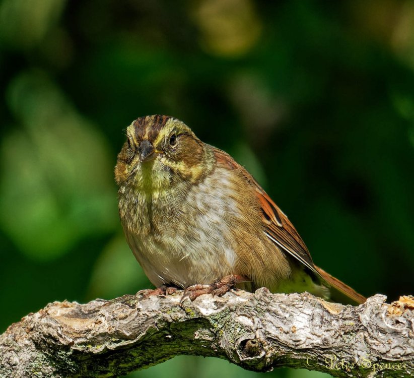 Swamp Sparrow-2535_DxO.jpg