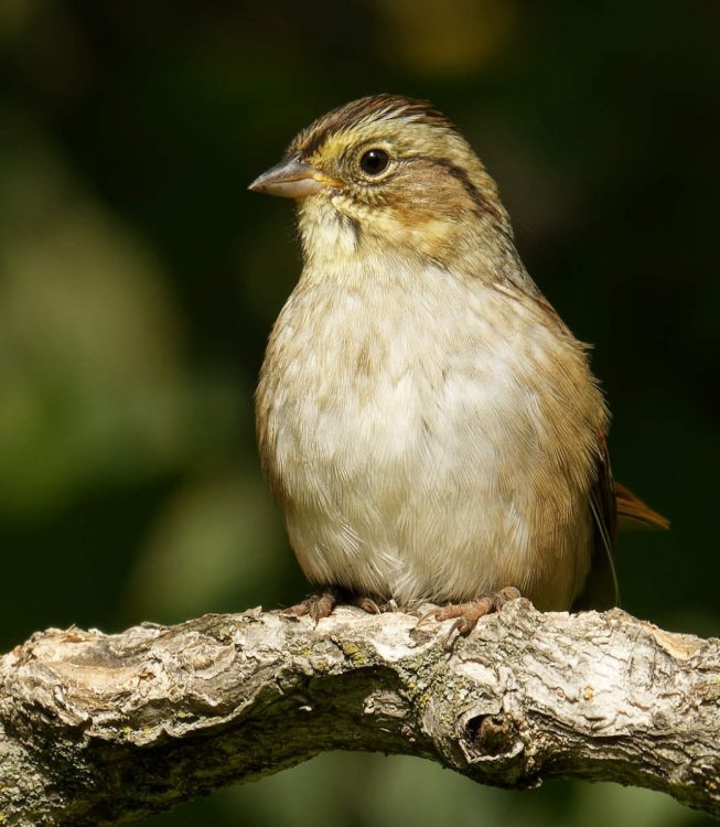 Swamp Sparrow-2547_DxO_1.jpg