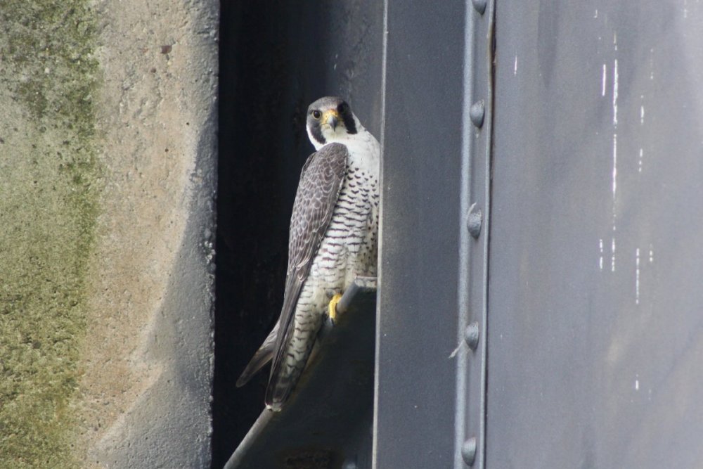 Peregrine falcon - Cape May, NJ.JPG