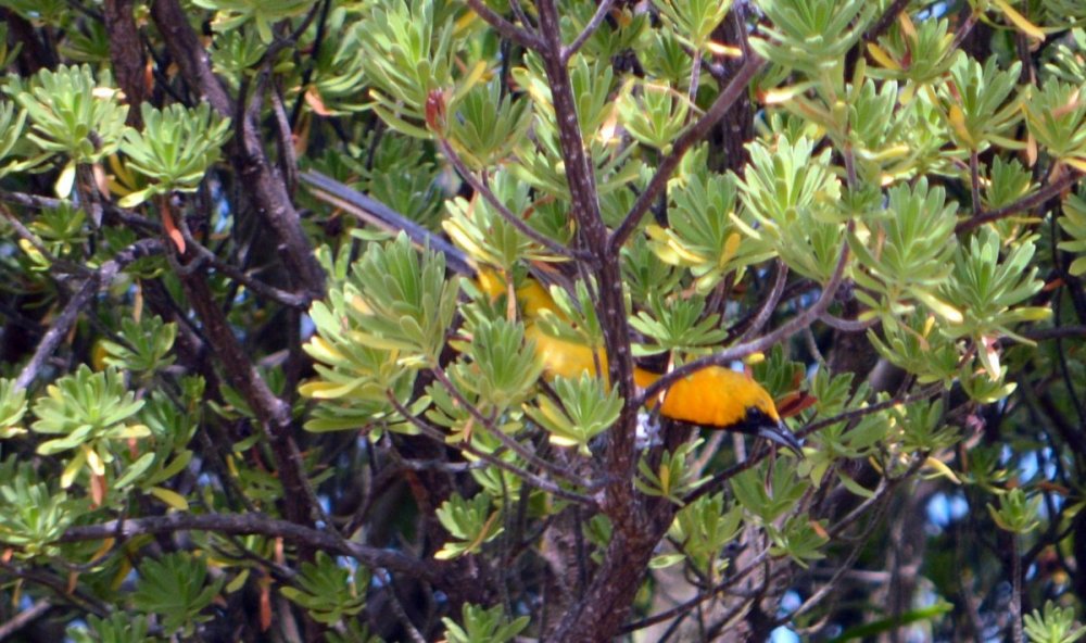 Streaked-backed Oriole.JPG