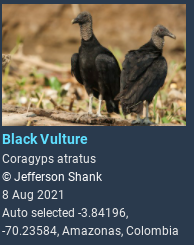 blackvulture.png.221efb90a52edde988a56a634806b00c.png
